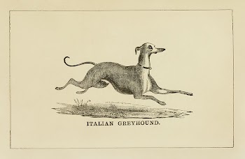 Italian Greyhound dog, vintage animal | Free Photo - rawpixel