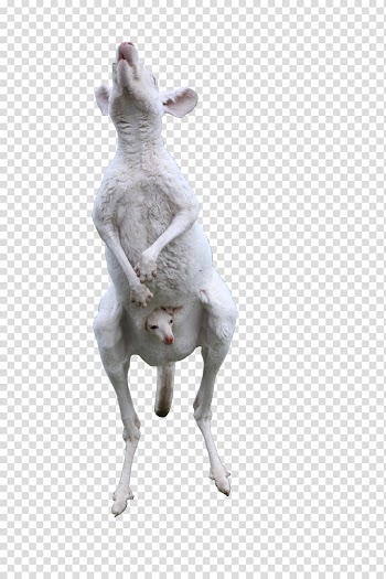 Italian Greyhound Kangaroo, White kangaroo mother to eat transparent background PNG clipart