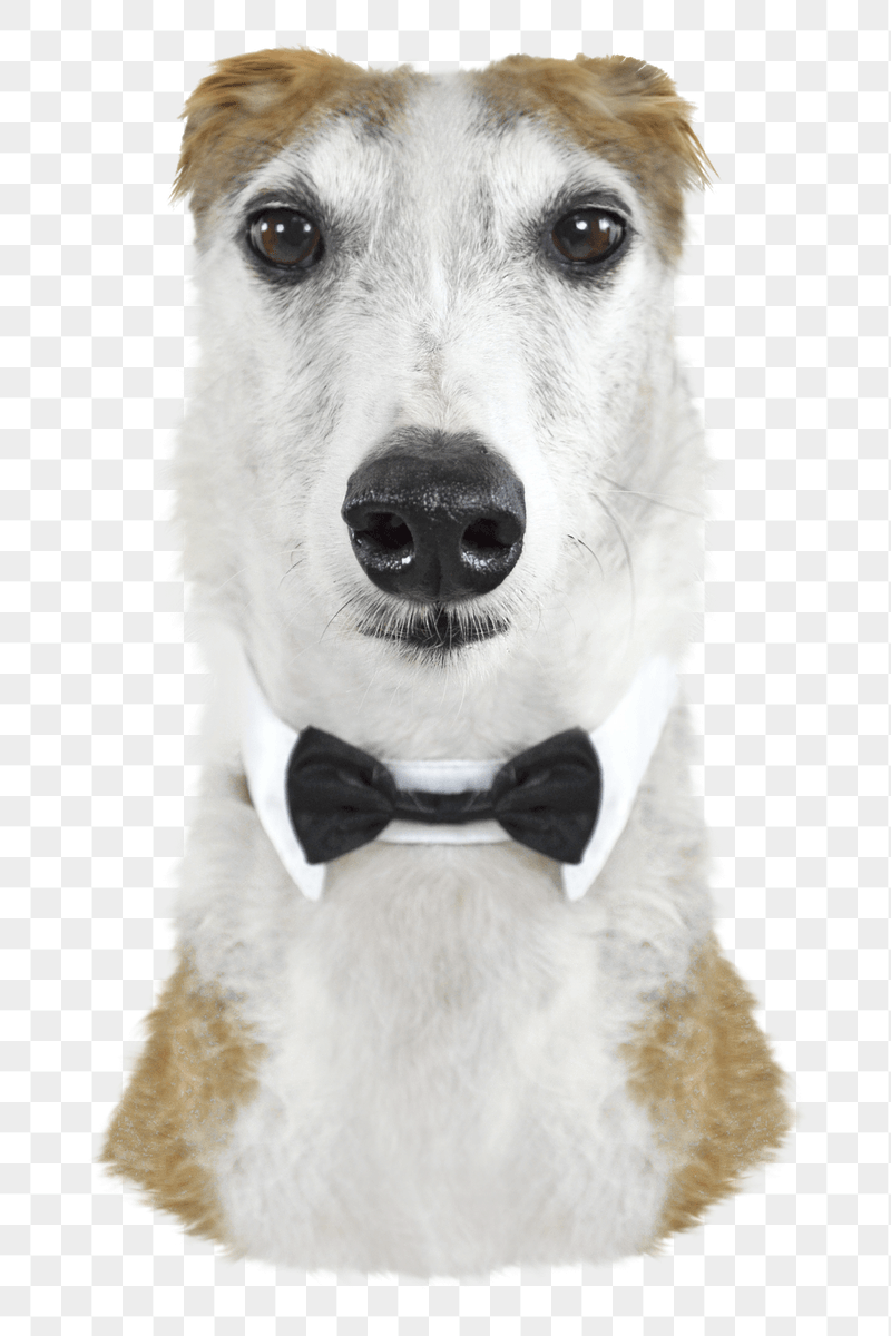 Italian greyhound png sticker, transparent | Free PNG - rawpixel