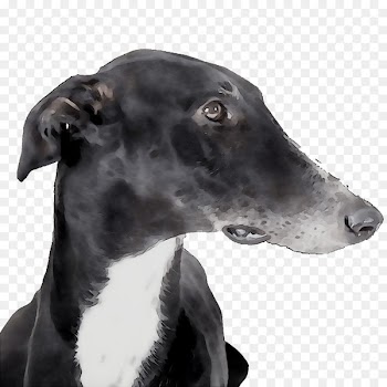 Italian Greyhound Spanish greyhound Sloughi Whippet -  