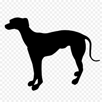 Italian Greyhound Whippet Sloughi Spanish greyhound -  