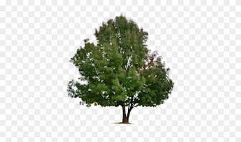 Ivaxxx 22 7 Tree [png] By Ivaxxx - Tree