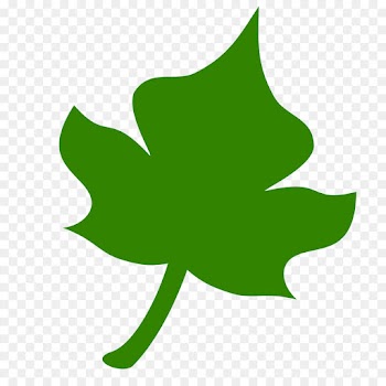 Ivy