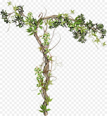 Ivy