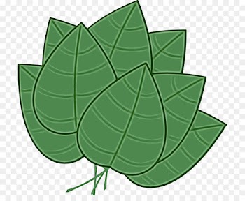 Ivy