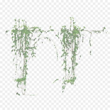 Ivy