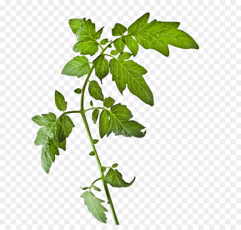 Ivy Background png download - 704*841 - Free Transparent Tomato ...