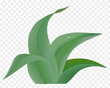 Ivy Clipart Big Leaf - Jungle Leaves Clip Art