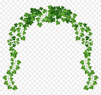 Ivy Clipart Transparent - Vine Png