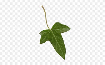 Ivy Leaf By Paulinemoss - Ivy Leaf Transparent