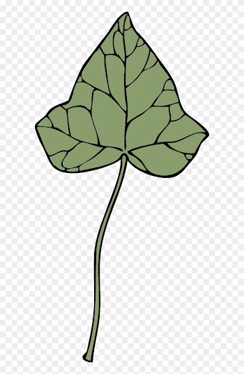Ivy Leaf - Clip Art