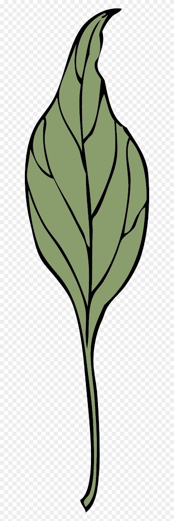 Ivy Leaf - Clip Art
