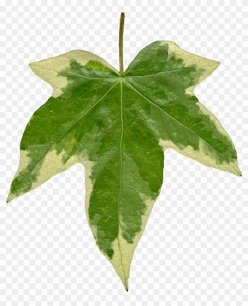 Ivy Leaf Front Texture By Hhh316 - Book Of Unauthorized Truth About Alpha Kappa Alpha