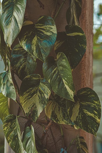 Ivy Plant