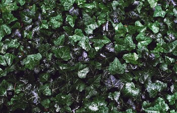 Ivy Plant Wall Close Up