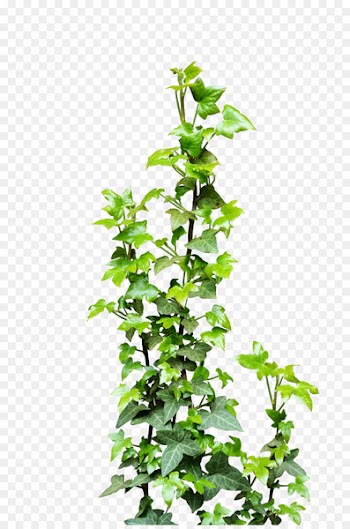 Ivy Vine Plant Clip art - ivy 