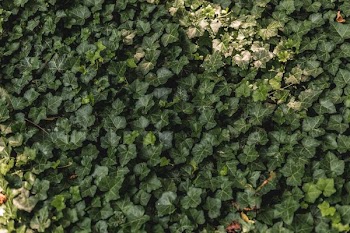 Ivy Vine Wall
