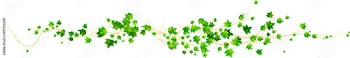 Ivy vine with green leaves, creepers branches with foliage isolated on white background. Vector realistic horizontal border of greenery, climbing plant