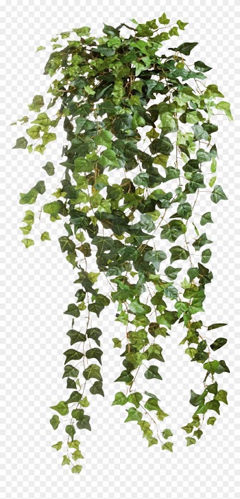 Ivy Vines Clear Cut Png Image - Ivy Png