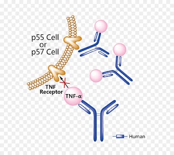 Ixekizumab Monoclonal antibody Denosumab Interleukin Secukinumab - arthritis vector 