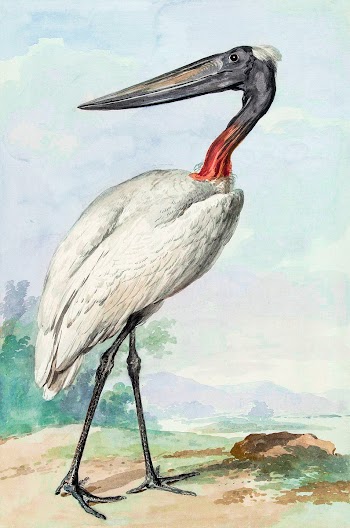 Jabiru (1770) painting in high resolution by… | Free public domain illustration