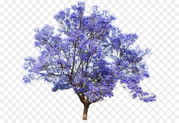 Jacaranda mimosifolia Empress tree Seed Bonsai - flower tree 