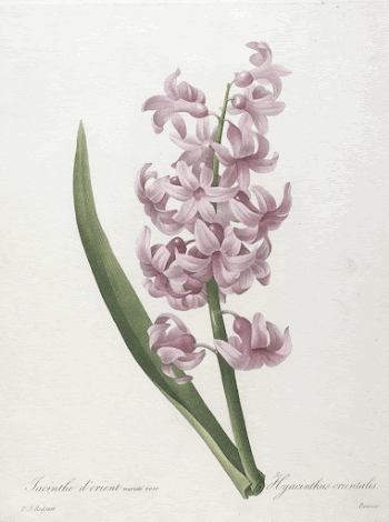 Jacinthe d'orient varité rose (Hyacinth), | Free Photo - rawpixel