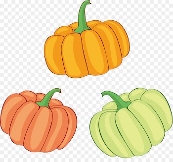 Jack-o'-lantern Pumpkin Illustration Gourd Winter squash - decorative squashes 