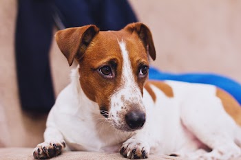Jack Russell Terrier