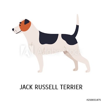 Jack Russell Terrier