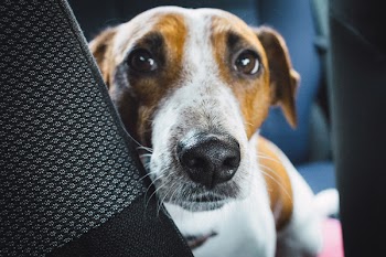 Jack Russell Terrier in the car closeup