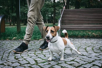 Jack Russell Terrier in the park 4