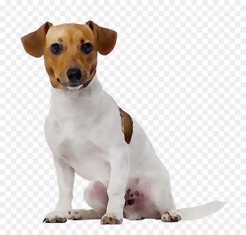 Jack Russell Terrier Pet sitting Dog walking Dog daycare -  