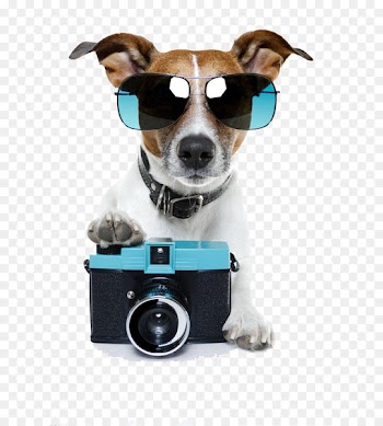 Jack Russell Terrier Pet sitting Stock photography Photographer - Dog camera free to pull 