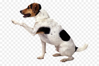 Jack Russell Terrier Puppy Pet sitting Cat - Dogs 
