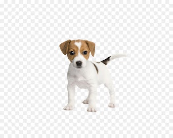 Jack Russell Terrier Puppy Pet sitting Cuteness - Dog Vector 