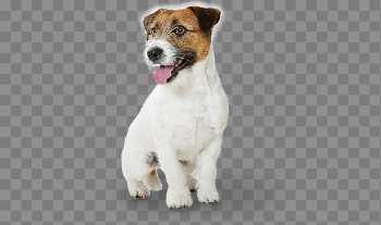 Jack Russell Terrier Transparent Image