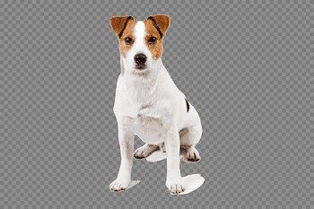 Jack Russell Terrier Transparent Images