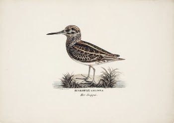 Jack snipe, 1828 - 1838, | Free Photo - rawpixel