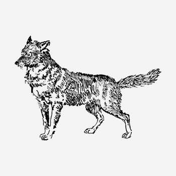 Jackal drawing, animal vintage illustration. | Free Photo - rawpixel