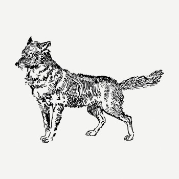 Jackal drawing, animal vintage illustration | Free PSD - rawpixel