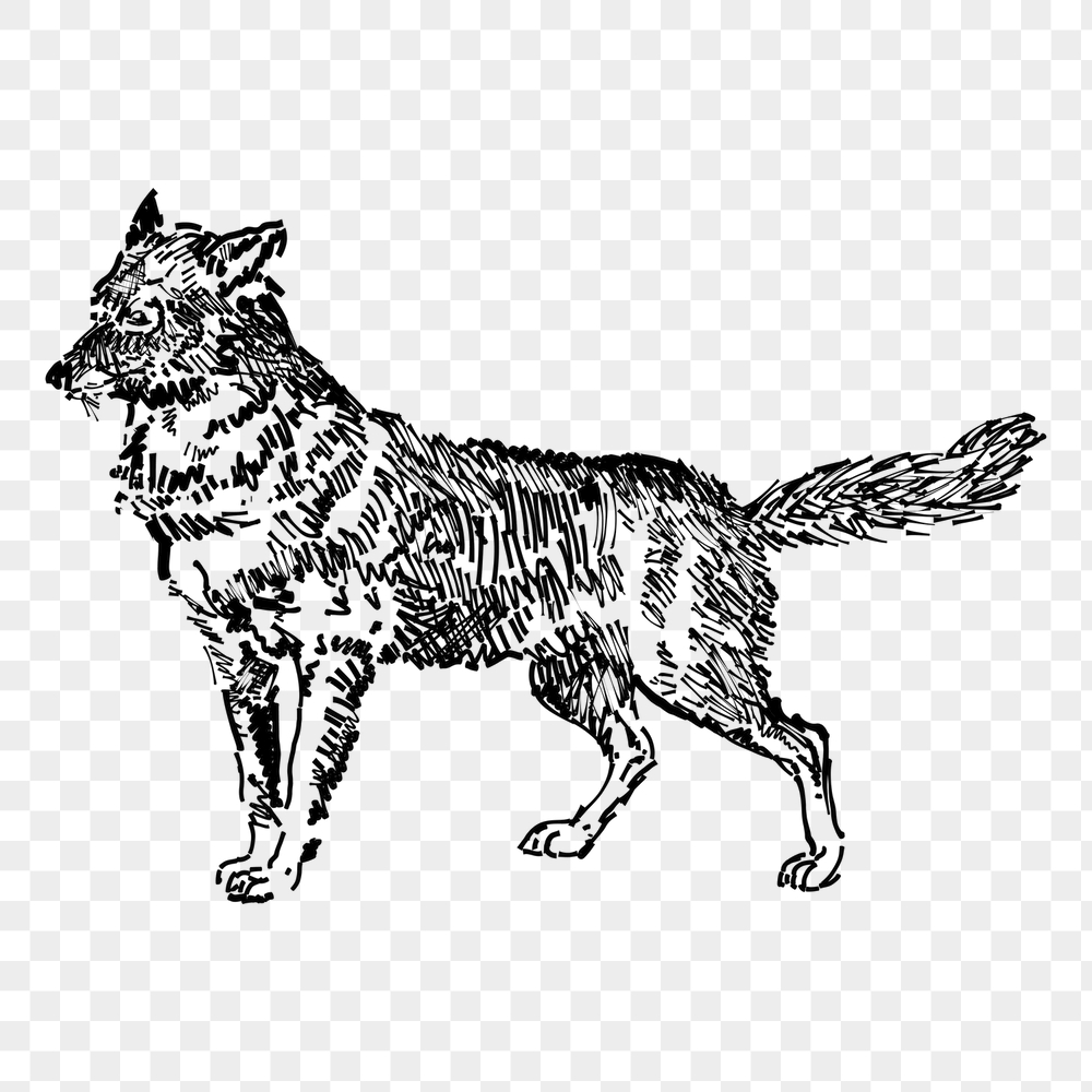 Jackal png sticker, animal vintage | Free PNG - rawpixel
