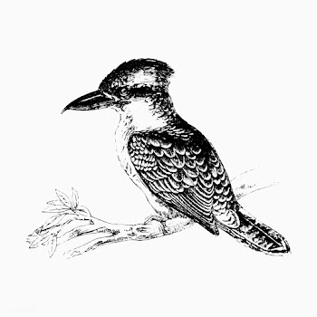 Jackass bird shade drawing | Free stock vector - 562331