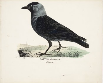Jackdaw, 1828 - 1838, Magnus | Free Photo - rawpixel