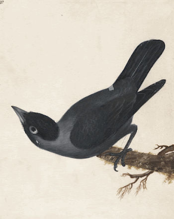 Jackdaw (ca. 1790) painting in high | Free Photo - rawpixel