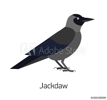 Jackdaw isolated on white background