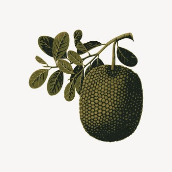 Jackfruit clipart, fruit illustration. Free | Free Photo - rawpixel