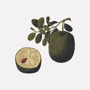 Jackfruit clipart, fruit illustration vector. | Free Vector - rawpixel