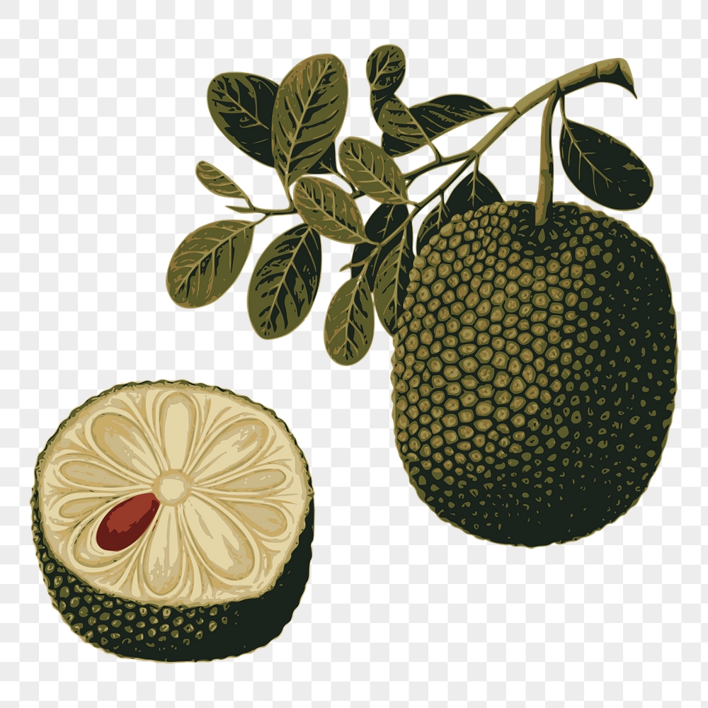 Jackfruit png sticker, fruit illustration | Free PNG - rawpixel