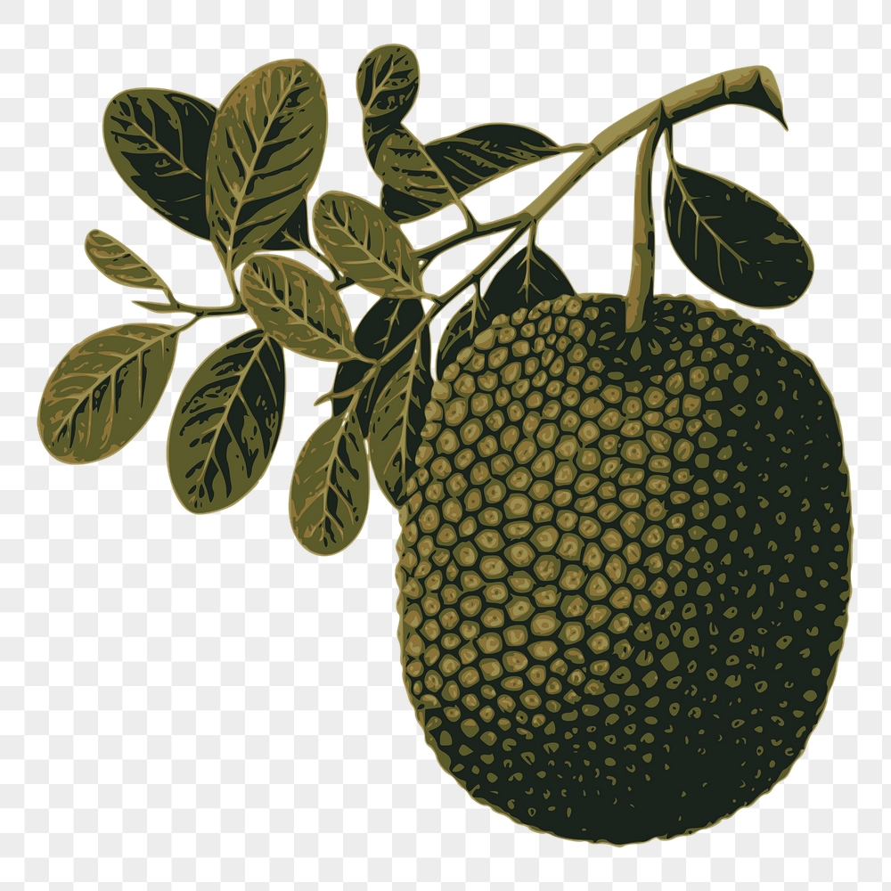 Jackfruit png sticker, fruit illustration | Free PNG - rawpixel